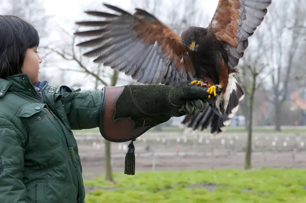 greifvogel auf hand