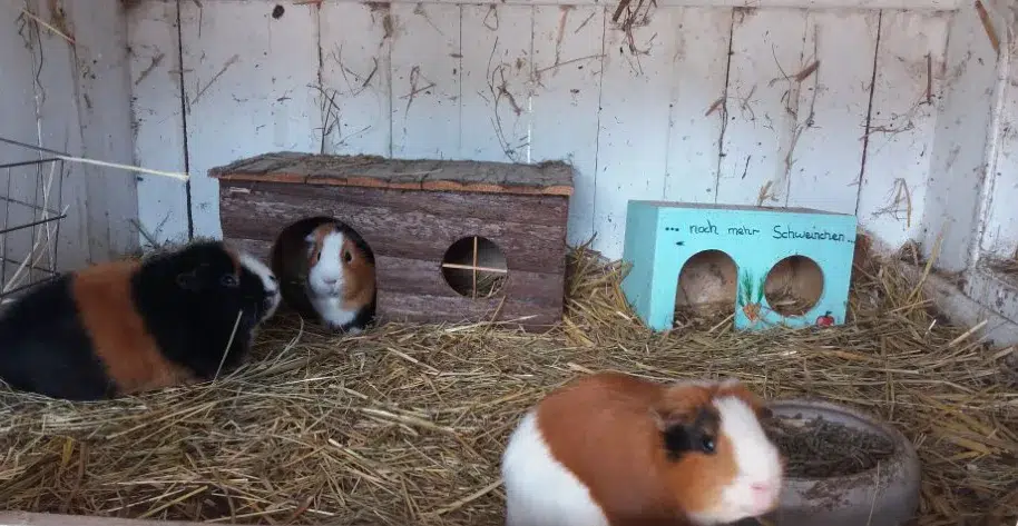 Meerschweinchen im Stall