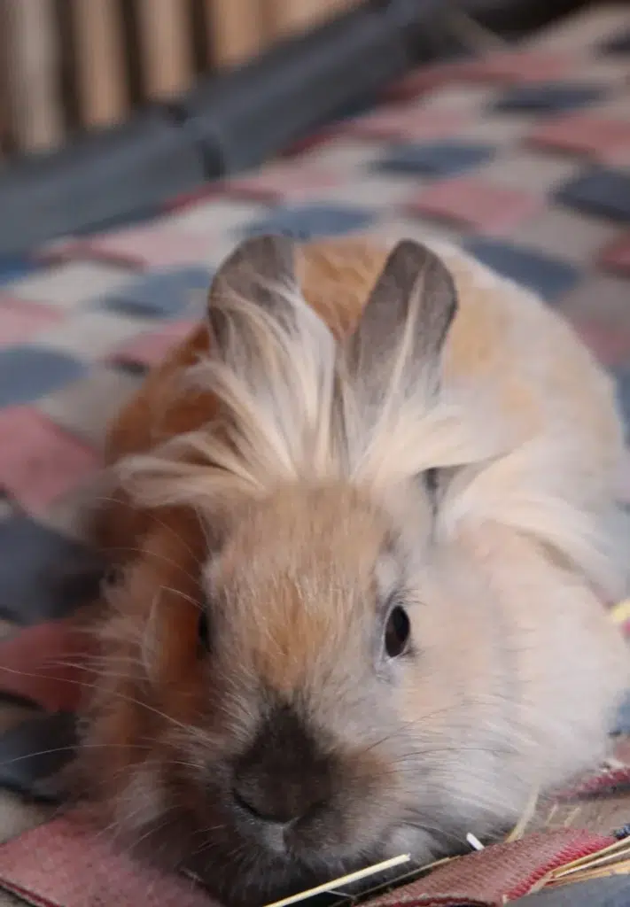 Meerschweinchen