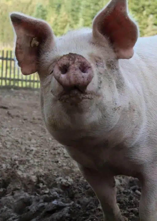 Schwein im Stall
