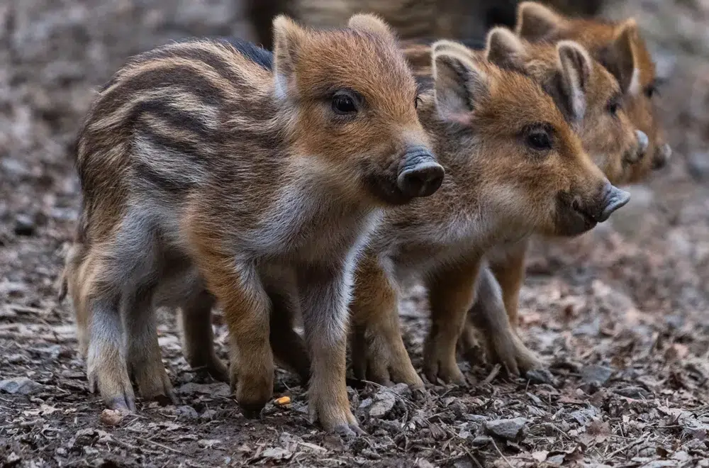 wildschwein frischlinge