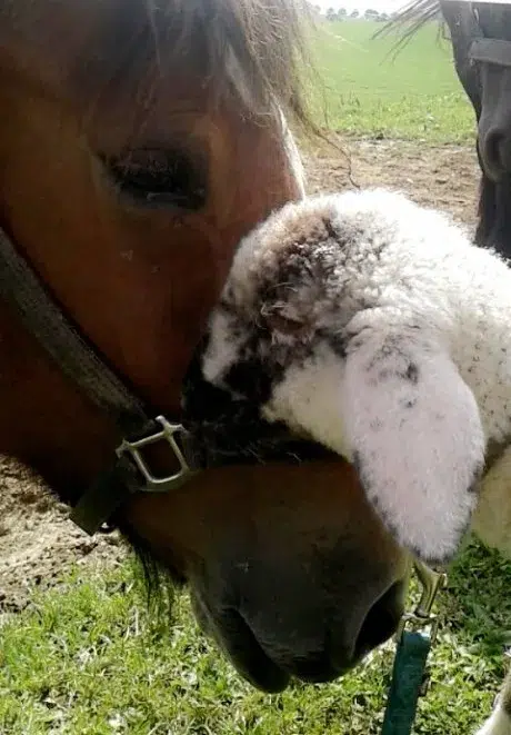 Lamm kuschelt Pferd
