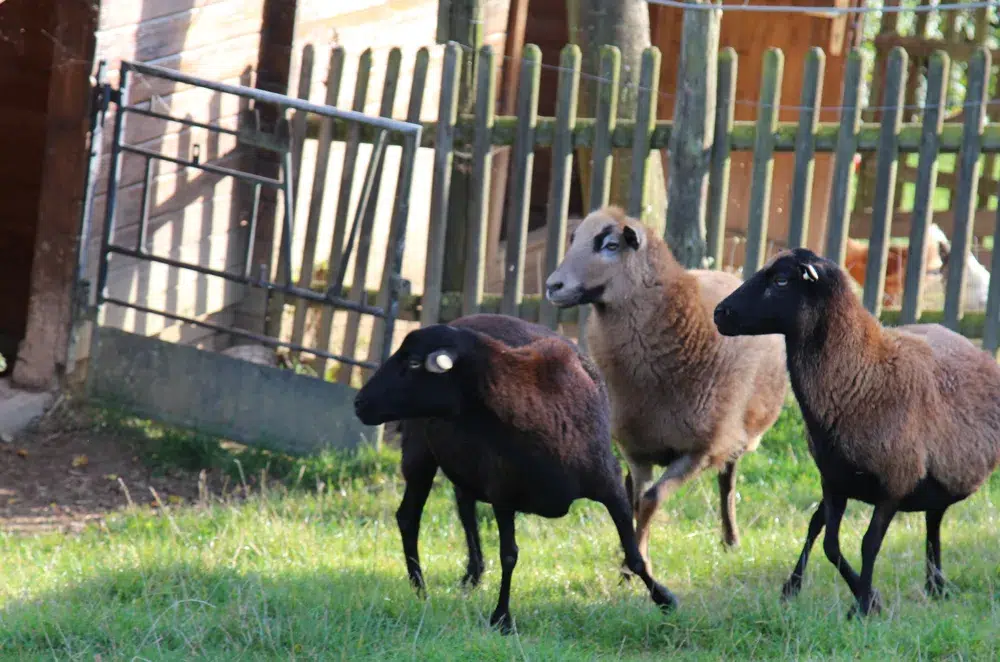 Schafe auf der Weide